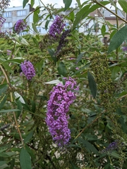 Buddleja davidii
