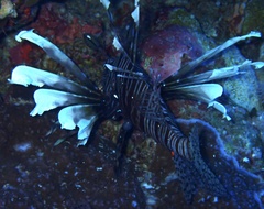 Pterois miles