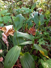 Cypripedium macranthos