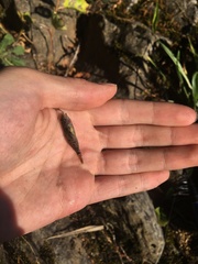 Cottus