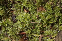 Plagiomnium undulatum