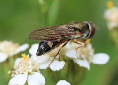 Platycheirus