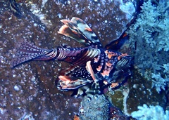 Pterois miles