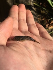 Cottus