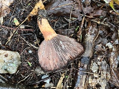 Lactarius peckii