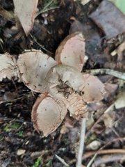 Geastrum rufescens