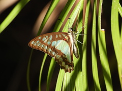 Graphium eurypylus