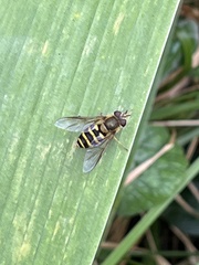 Syrphus