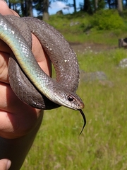Coluber constrictor mormon