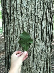 Quercus macrocarpa