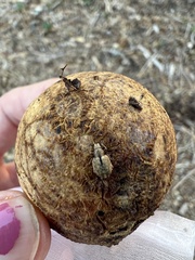 Strophosoma melanogrammum