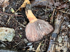 Lactarius peckii