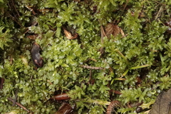 Plagiomnium undulatum