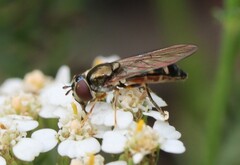 Platycheirus