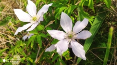 Clematis cadmia