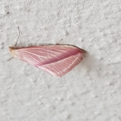 Rhodometra sacraria