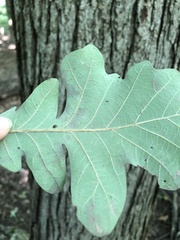Quercus macrocarpa