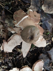 Geastrum rufescens