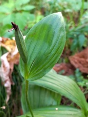 Cypripedium macranthos