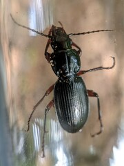 Pterostichus madidus