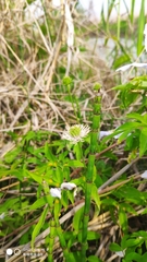 Clematis cadmia