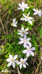 Clematis cadmia