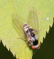 Polyporivora picta