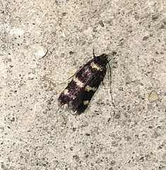 Oegoconia novimundi