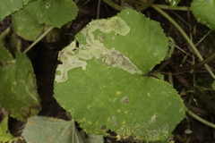 Phytomyza tussilaginis