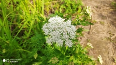 Cnidium monnieri
