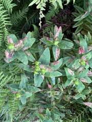 Hypericum foliosum