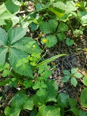 Oxalis stricta