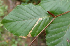 Stigmella hemargyrella