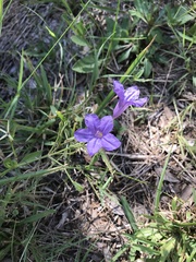 Ruellia nudiflora