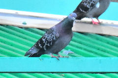 Columba livia