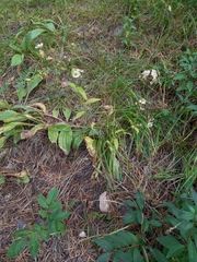 Plantago urvillei