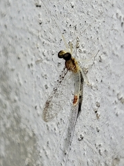 Leucrocuta maculipennis