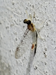 Leucrocuta maculipennis