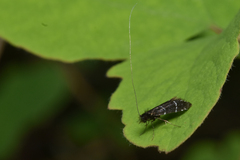 Adela septentrionella