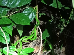 Trimeresurus erythrurus