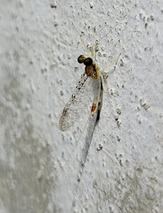 Leucrocuta maculipennis