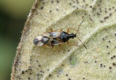Anthocoris