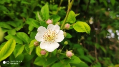 Rosa sempervirens