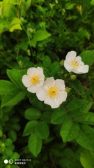 Rosa sempervirens