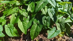 Aristolochia