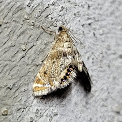 Petrophila fulicalis