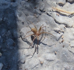 Loxosceles rufescens