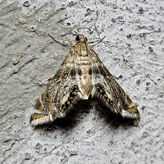 Petrophila fulicalis