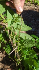 Aristolochia