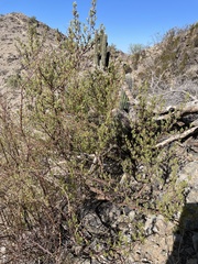 Bursera microphylla